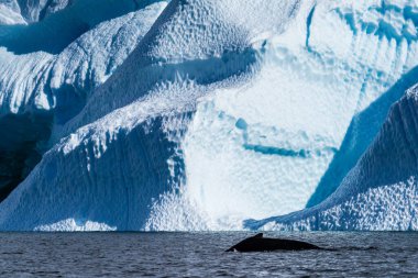 Close-up of the back and dorsal fin of a diving humpback whale -Megaptera novaeangliae. Image taken in the Graham passage, near Charlotte Bay, Antarctic Peninsula clipart