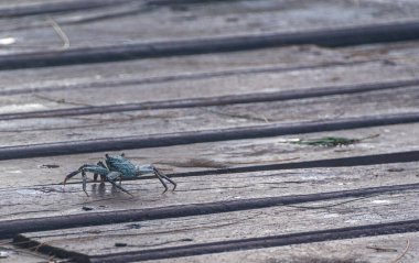 Boynuz gözlü hayalet yengecin yakın çekimi - Ocypode ceratophthalma- Tanzanya 'nın Zanzibar plajlarının yakınındaki bir iskelenin üzerinde sürünüyor.