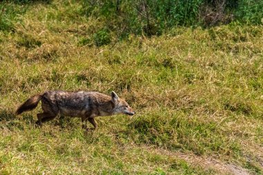 Siyah bir çakala yakın çekim -Lupulella bana ngorogoro krateri, Tanzanya 'da avlanan bir çifti gösterdi.