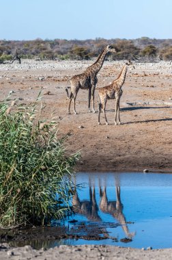 Angolan Giraffes - Giraffa giraffa angolensis standing near a waterhole in Etosha national park, Namibia. clipart