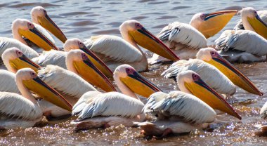 Kenya Nakuru Gölü kıyısında bir pelikan sürüsü bulunuyor. Yakından dinleniyorlar, soluk tüylerini ve uzun gagalarını gösteriyorlar, göl manzarayı yansıtıyor, yeşil ve uzak tepelerle çevrili..