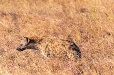 Serengeti, Tanzanya 'daki çalılıklarda timsah leşi arayan Benekli Sırtlan' ın telefonu.