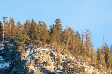 Yosemite Ulusal Parkı 'nda yeni yılın ilk güneş ışığını yakalayan bir grup ağacın telefon görüntüsü..