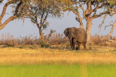 Okavango nehrinin kıyısında Okavango Deltası, Botsvana 'da gün batımında otlayan Afrika fili Loxodonta Africana' nın telefoto çekimi..