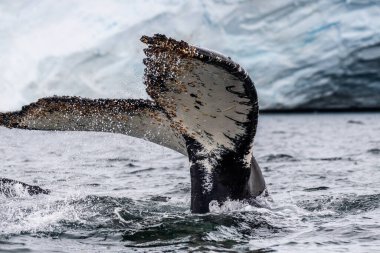 Dalış yapan bir kambur balinanın kuyruğuna yakın plan. Megaptera novaeangliae. Görüntü Graham geçidinde çekildi, Charlotte Körfezi, Antarktika Yarımadası yakınlarında..