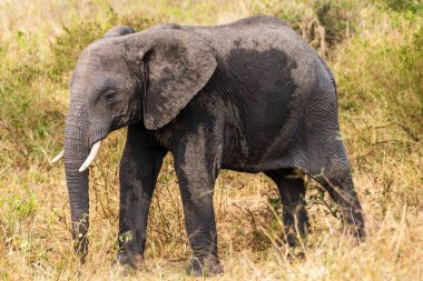 Serengeti, Tanzanya düzlüklerinde otlayan Afrika fili Loxodonta Africana 'nın telefonu.