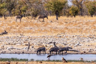 Telehoto of three warthogs drinking from a waterhole in Etosha National Park, Namibia.