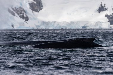 Dalış yapan bir kambur balinanın sırt yüzgeci olan Megaptera novaeangliae 'nin yakın çekimi. Görüntü Graham geçidinde çekildi, Charlotte Körfezi, Antarktika Yarımadası yakınlarında.