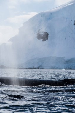 Dalış yapan bir kambur balinanın arkası Megaptera novaeanglia- sırt yüzgeci ve şişme deliği de dahil. Görüntü, Graham geçidinde, Antarktika yarımadasındaki Üçlemeci adasının yakınında çekildi..