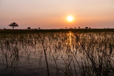 Botsvana 'daki Okavango Deltası' nda güzel bir günbatımının telefon çekimleri..