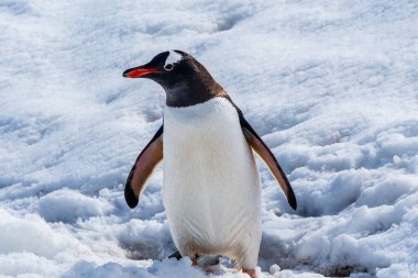 Close-up of a Gentoo Penguin -Pygoscelis papua- walking in a snowy landscape of Trinity Island, on the Antarctic Peninsula