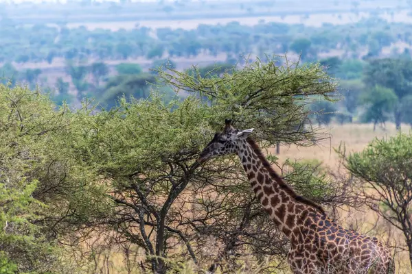 Serengeti, Tanzanya 'daki akasya ağaçlarıyla beslenen Zürafa Zürafa Tippelskirchi- Masai' nin yakın çekimi
