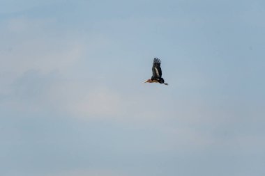 Marabou Stork 'un telefonu, Leptoptilos crumenifer, uçuyor. Görüntü: Tanzanya 'daki Ngorogoro Krateri