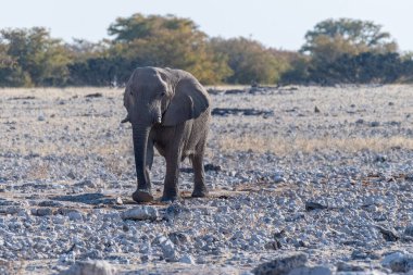 Afrika fili Loxodonta Afrikana 'nın Namibya' daki Etosha Ulusal Parkı 'ndaki bir su birikintisine yaklaşırken çekilmiş resmi..