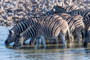 Bir grup Burchells Ovası zebra -Equus quagga Burchelli- Etosha Ulusal Parkı, Namibya 'daki bir su birikintisinden su içiyorlar..