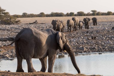Afrika fili Loxodonta Africana sürüsünün Etosha Ulusal Parkı 'ndaki bir su birikintisinde banyo yaparken çekilmiş resmi..