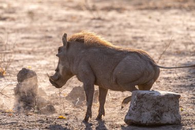 Botswana 'daki Chobe Ulusal Parkı' nda poposunu bir kayaya sürterek 