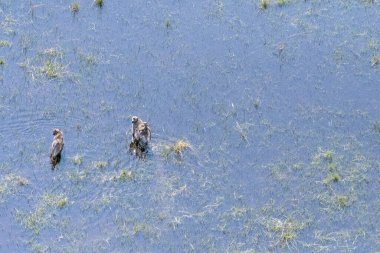 Okavango Delta Bataklıkları 'nda yürüyen, baba, anne ve genç bir babun hava teleskopu görüntüsü. Botswana.