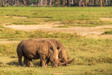 Kenya 'daki Nakuru Gölü Milli Parkı' nda iki beyaz gergedan -Ceratotherium simum- ile karşılaşmanın yakın çekimi..