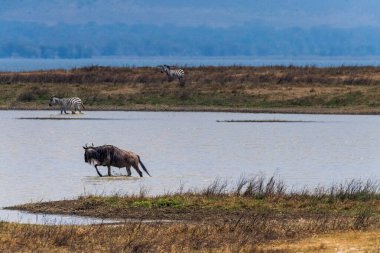 Connochaetes Taurinus Gölü 'nden geçen Mavi Antilop sürüsünün telefonu. Magadi Gölü, Tanzanya, Ngorogoro Krateri.