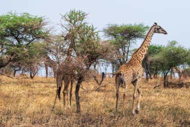Serengeti, Tanzanya 'daki akasya ağaçlarıyla beslenen Zürafa Zürafa Tippelskirchi- Masai' nin yakın çekimi