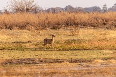Okavango deltasından geçen dişi bir steenbok 'un telefonu..