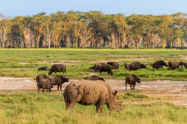 Kenya Nakuru Gölü milli parkında Beyaz Gergedan -Ceratotherium simum- sürüsüyle karşılaşma. Altın saatin başında, Cape Buffalo-Syncerus kafe sürüsünün ortasında otluyorlar.