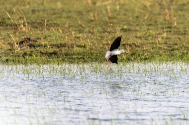 Okavango Deltası, Botsvana 'da Himantopus Himantopus adlı siyah kanatlı ayaklıkların telefon çekimleri..