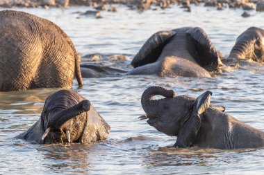 İki yavru fil, Namibya 'daki Etosha Ulusal Parkı' nda bir su birikintisinde eğleniyor..
