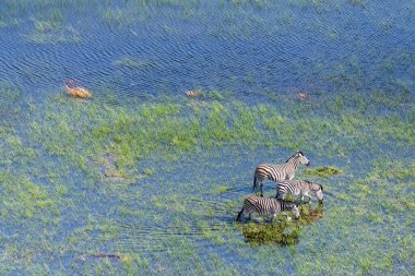Aerial shot of a herd of Zebras grazing in the Okavango delta wetlands in Botswana.