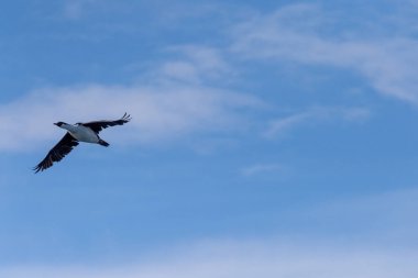 Antarktika Yarımadası 'ndaki Mikkelsen Limanı yakınlarında uçan bir Antarktika Shag-Leucocarbo bransfieldensi-