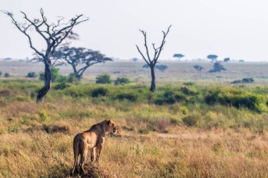 Dişi bir aslan olan Panthera Leo 'nun telefonu sabahın erken saatlerinde Serengeti, Tanzanya' nın geniş arazisinde yürüyordu.