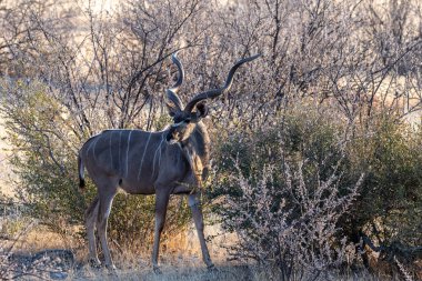 Etosha Ulusal Parkı, Namibya 'daki Tragelaphus Strepsiceros' un telefonu..