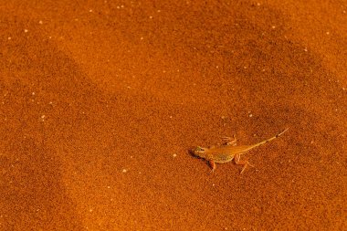 Namibya 'daki Sossusvlei kumullarının kırmızı kumlarında kürek burunlu kertenkele Meroles anchieta-.