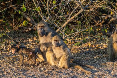 Chacma Babunu, Papio idrarı, Chobe Ulusal Parkı, Botswana 'da güneşin altında dinlenen bir aile..