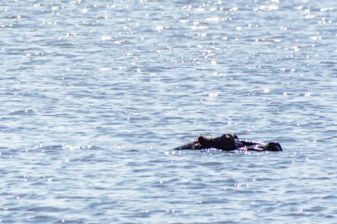 Tanzanya 'daki Ngorogoro Krateri' nin dibinde Magadi Gölü 'nde dinlenen bir grup hipopotam Hippopotamus amfibisinin telefon hoto' su.