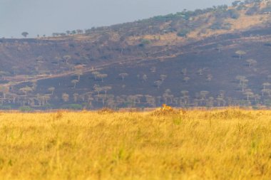 Aslanların gururu Panthera Leo sabahın erken saatlerinde Tanzanya, Serengeti 'de