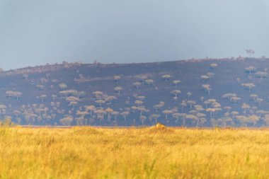 Serengeti, Tanzanya 'nın geniş manzarasına tepeden bakan dişi bir aslan olan Panthera Leo' nun telefonu sabahın erken saatlerinde altın ışıklarıyla çalmaktadır.