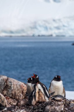 Gentoo Penguen-Pygoscelis Papua 'nın Antarktika yarımadasındaki Cierva Koyu kolonisindeki yavrularıyla yakın çekimi.