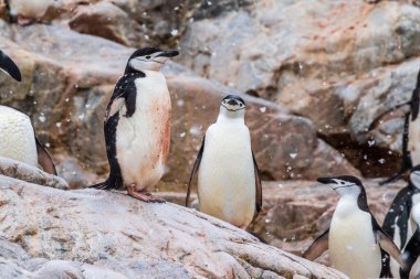 Antarktika yarımadasında, Cierva Koyu 'ndaki Pygoscelis antarcticus kolonisinden, Karlı bir günde, Shinstrap Pengueni' nin etkisi.