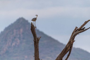 Kenya 'daki Samburu ulusal rezervinde ölü bir ağacın tepesinde duran siyah başlı balıkçıl Ardea melanocephala' nın telefonu.
