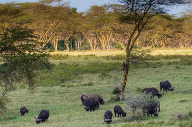 Kenya 'daki Nakamuro Gölü Milli Parkı' nda otlayan Cape Buffalo - Syncerus Cafer 'in telefon hoto' su.