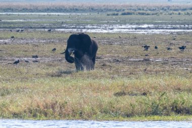Chobe Nehri 'nin kıyısında kendini besleyen bir Afrika filinin tele hoto çekimi. Chobe Ulusal Parkı, Botswana.
