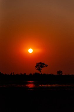 Okavango deltasındaki güzel bir günbatımının geniş açılı görüntüsü..