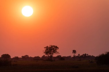Okavango deltasındaki güzel bir günbatımının geniş açılı görüntüsü..