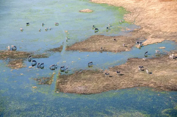 Aerial shot of a herd of Zebras grazing in the Okavango delta wetlands in Botswana.