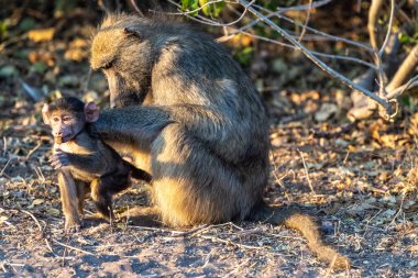 Chacma Babunu, Papio idrarı, annesiyle bebek, Chobe Ulusal Parkı, Botswana.