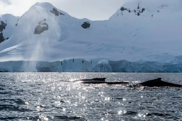 Dalış yapan bir kambur balinanın arkası Megaptera novaeanglia- sırt yüzgeci ve şişme deliği de dahil. Görüntü, Graham geçidinde, Antarktika yarımadasındaki Üçlemeci adasının yakınında çekildi..