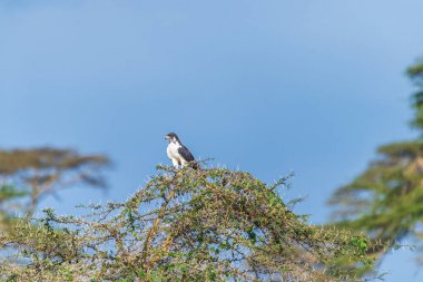Kenya 'daki Nakuru Gölü Milli Parkı' ndaki bir ağacın dalında duran bir Augur akbabasının telefonu.
