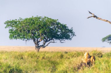 Serengeti, Tanzanya 'nın engin manzarasına tepeden bakan iki dişi aslanın, Panthera Leo' nun yakın çekimi.